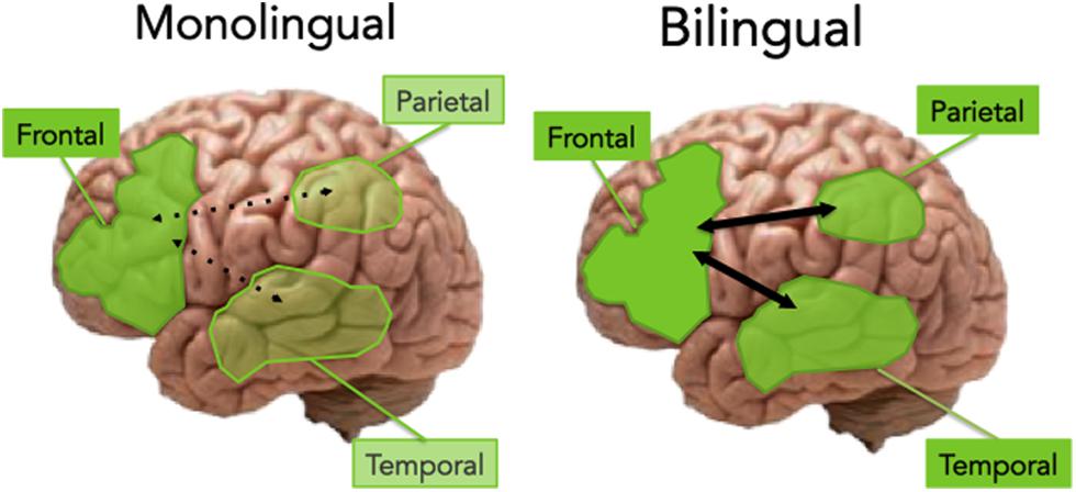 monolingual_vs-_bilingual_aging_brain